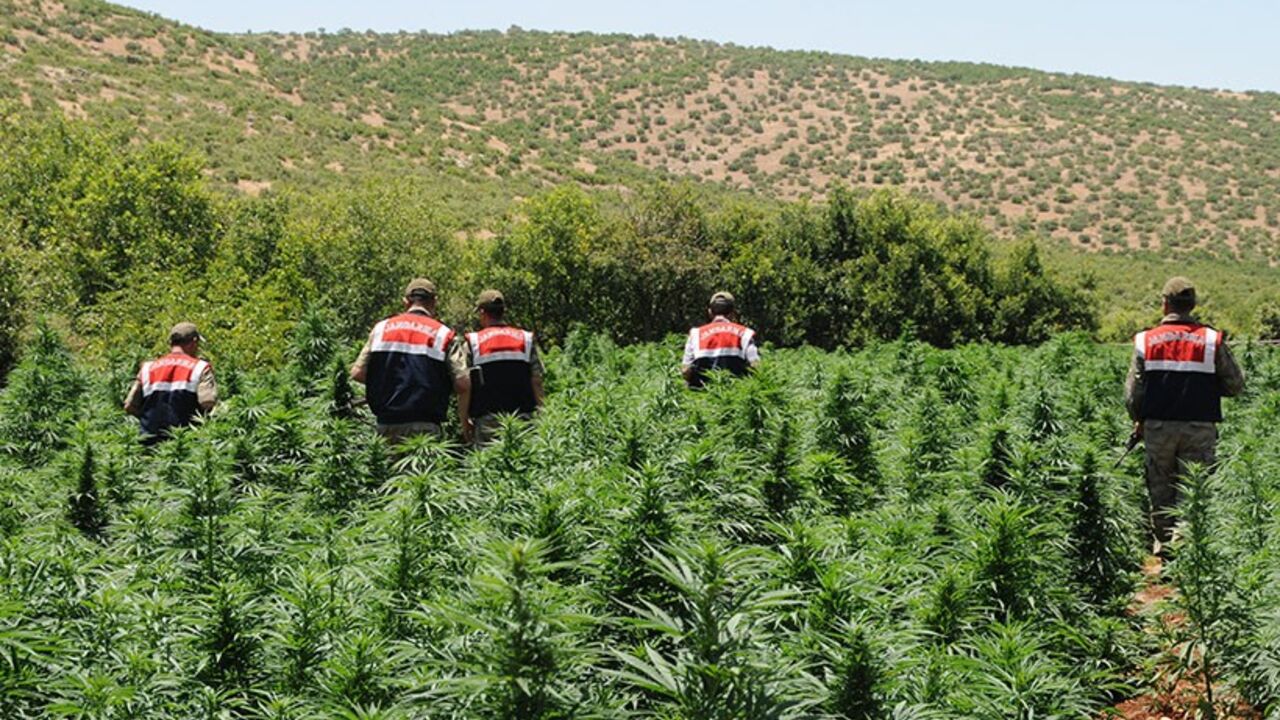 Par7591695 Turkish soldiers arrive to destroy marijuana plants during an operation on June 20, 2013, at Lice in Diyarbakir. AFP PHOTO/STRINGER (Photo credit should read STRINGER/AFP/Getty Images)